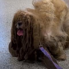 When Simon Finally Stepped Out From Under 6.5 Pounds Of Fur, Everyone Saw The Sweet Dog He’d Been All Along