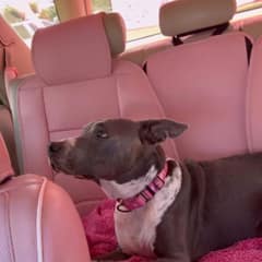 After 791 Days Of Waiting, A Frail Hawaii Shelter Dog Finally Found The Arms She Had Been Dreaming Of
