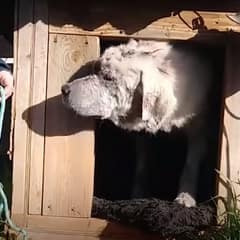 They Found Bo Hiding In A Doghouse, But His Real Rescue Took Much Longer