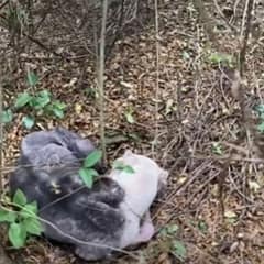 Halo Waited in the Dark Woods Until Kindness Finally Found Her