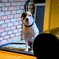 He Froze At Every Door Until Love Helped This Texas Terrier Find His Way Home