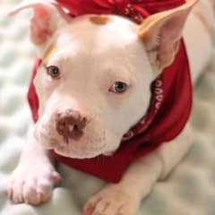 Gabriel Finally Found Freedom After Rescue, Surgery, and the Family He Deserved