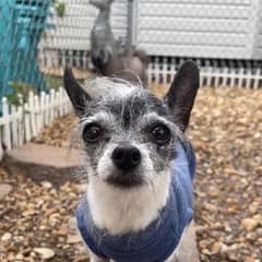 Tiny Twinkle Trembled In A Shelter Corner Until A Faraway Family Opened Their Bed And Their Hearts