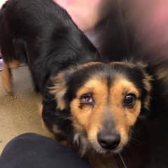 Pirate Waited So Long For Home, And Love Found Him Anyway