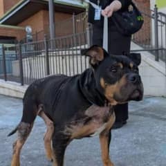 Briton Was Brought In To Be Put Down, But One Veterinarian Saw His Life Wasn’t Over