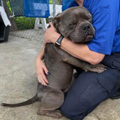 The Texas Street Dog Who Gave One Gentle Hug and Changed His Whole Life