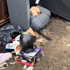 Ruby Waited in the Trash Until an Indiana Family Gave Her the Life She Deserved