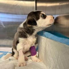 A Tiny Husky’s Cries Rose From a Trash Bin, and One Kind Stranger Changed Everything