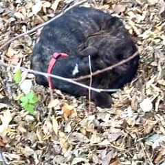 The Dog Who Wrapped Himself In Autumn Leaves Was Waiting For Someone To Care