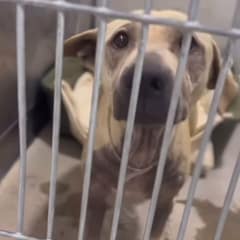 Honey Waited In A Shelter Corner For Someone To Care, And Then Steph Showed Up