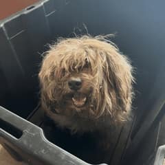 Carried Through The Shelter Door, Wooly Finally Let The World See Her
