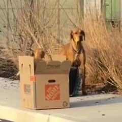 Nora Waits Outside Shelter With Four Puppies And A Secret That Breaks Hearts