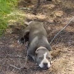 Maya’s Second Chance: From Abandoned Pit Bull to Beloved Family Dog