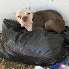 The Rescue That Changed Everything: When One Kentucky Woman Broke Her Own Safety Rule for a Dying Dog