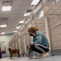 Thirteen Days of Terror: The Pittie Who Almost Lost Everything Because She Was Too Scared to Trust