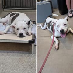 Silver-Faced Shelter Dog’s Radiant Smile Melts Hearts After Finding Her Forever Family
