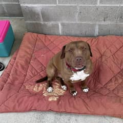 The Shy Pittie Who Waited 1,000 Days For Someone To See His Beautiful Heart