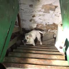 Alone In The Dark: The Moment This Chained Dog Saw Light Again Will Break Your Heart