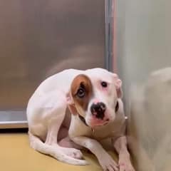 She Tried To Vanish In A Kansas Kennel, But One Video Helped Imelda Find Her Way Back To Love