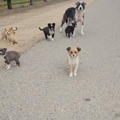 She Guarded Seven Puppies In A Fresno Orchard Until Help Finally Reached Her