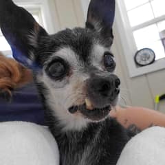 After 16 Years With One Family, Senior Dog Nasa Was Carried Into A Rescue And Given A Gentle New Beginning