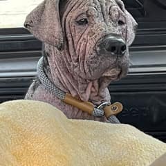He Walked Out Of A Cemetery With No Fur Left, And Straight Into The Arms Meant For Him