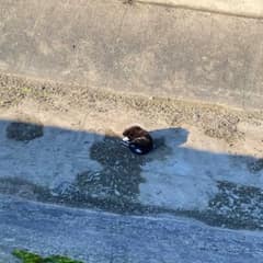 She Looked Down Into A California Canal And Saw A Dog Who Had Almost Given Up