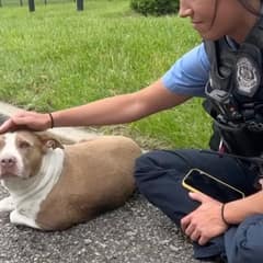 The Dog By The Road Waited For Someone To Care, And Then Joy Finally Saw Kindness