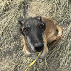 She Spent Years Chained Outside, Then One Gentle Rescue Changed Miss Molly’s Life