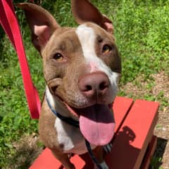 After Nearly 1,400 Days, Arizona Finally Left The Shelter For The Home She Had Waited So Long To Find