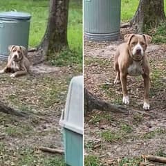They Came for Their New House and Found Molly Still Chained in the Yard