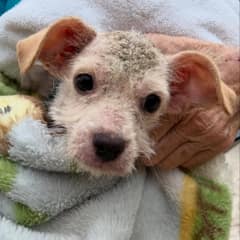 The Little Girl Who Couldn’t Stop Worrying Finally Got To Hold The Texas Puppy She Feared Would Be Lost