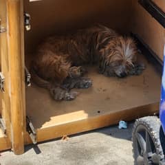 They Hid Inside a Broken Dresser Until Someone Finally Saw Their Worth