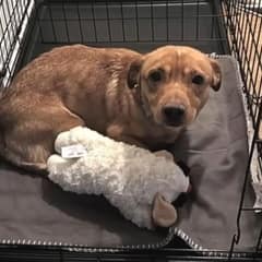 Boogie Had Just Hours Left, Then One Kind Woman Opened the Car Door to Hope