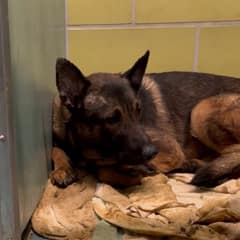 When Sammie Saw Familiar Faces Again, He Finally Began To Believe He Was Safe
