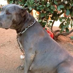 Just Days Before Giving Birth, Blue Finally Left Her Chain Behind