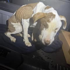 Maria Could Barely Lift Her Head, But Love Reached Her Just in Time