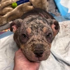 They Thought This Fragile Little Dog Was Just a Sick Puppy, Until the Vet Told the Truth