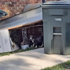 The Tiny Cries By The Dumpster Led To Three Puppies Who Still Believed In Love