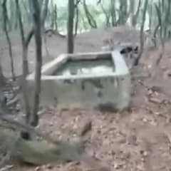 He Followed A Cry Through The Georgia Woods And Found A Tiny Puppy Fighting To Live