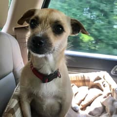 They Saved A Broken Pregnant Terrier, And Before They Reached Home, Six New Lives Had Begun