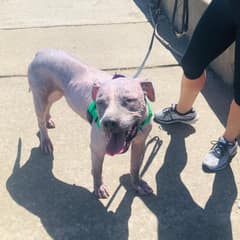 Left Hairless and Hungry on Chicago Streets, Kobe Bloomed Into the Happy Old Soul He Was Always Meant to Be