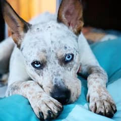 They Called Zephyr a “Bad Listener,” Until One Family Realized He’d Never Heard a Thing