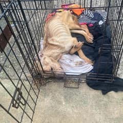Lexi Lay Silent In A Crate, But Her Brave Heart Was Still Holding On