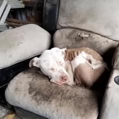 A Loyal Dog Led Rescuers To Her Suffering Friend, And It Saved His Life