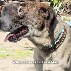When Max Had Only One Day Left, One Rescuer Saw a Life Still Fighting