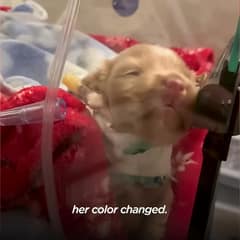 The Little Puppy Who Lived in a Bubble Until She Decided She Was Ready for the World
