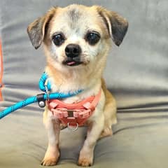 They Found Molly’s Microchip, But the Truth About Her Family Broke Everyone’s Heart
