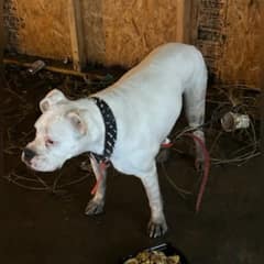 He Waited In The Freezing Dark For Days, Then One Woman Helped Baloo Find Home