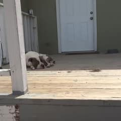Zuko Lay Still On a Porch Until One Gentle Offer Changed Everything